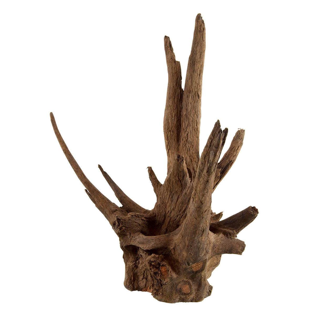 UT Eucalyptus Root