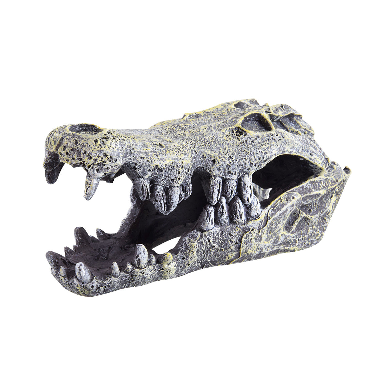 UT Croc Skull