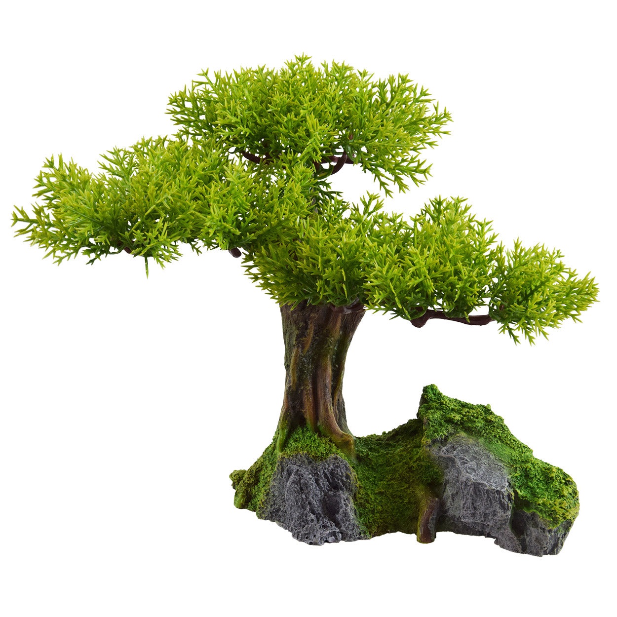UT Young Bonsai Tree