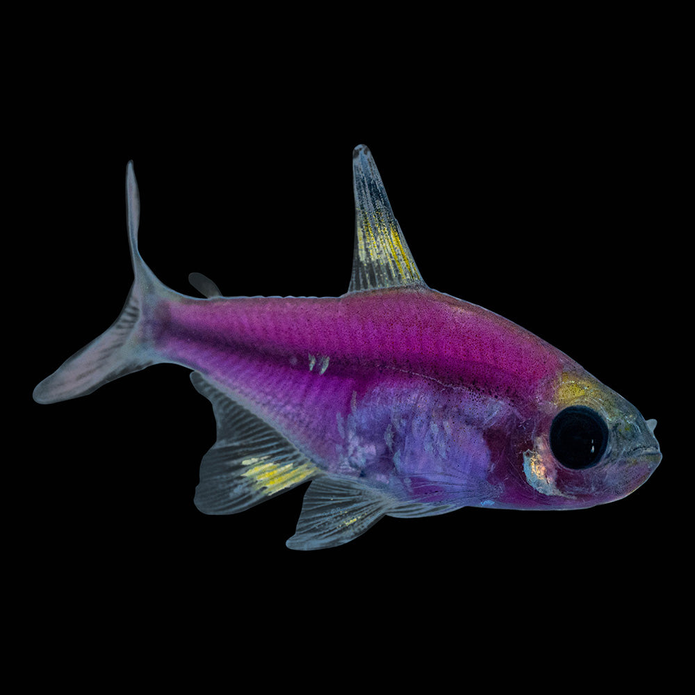 78488-F Glo-Fish Pristella Galactic Purple