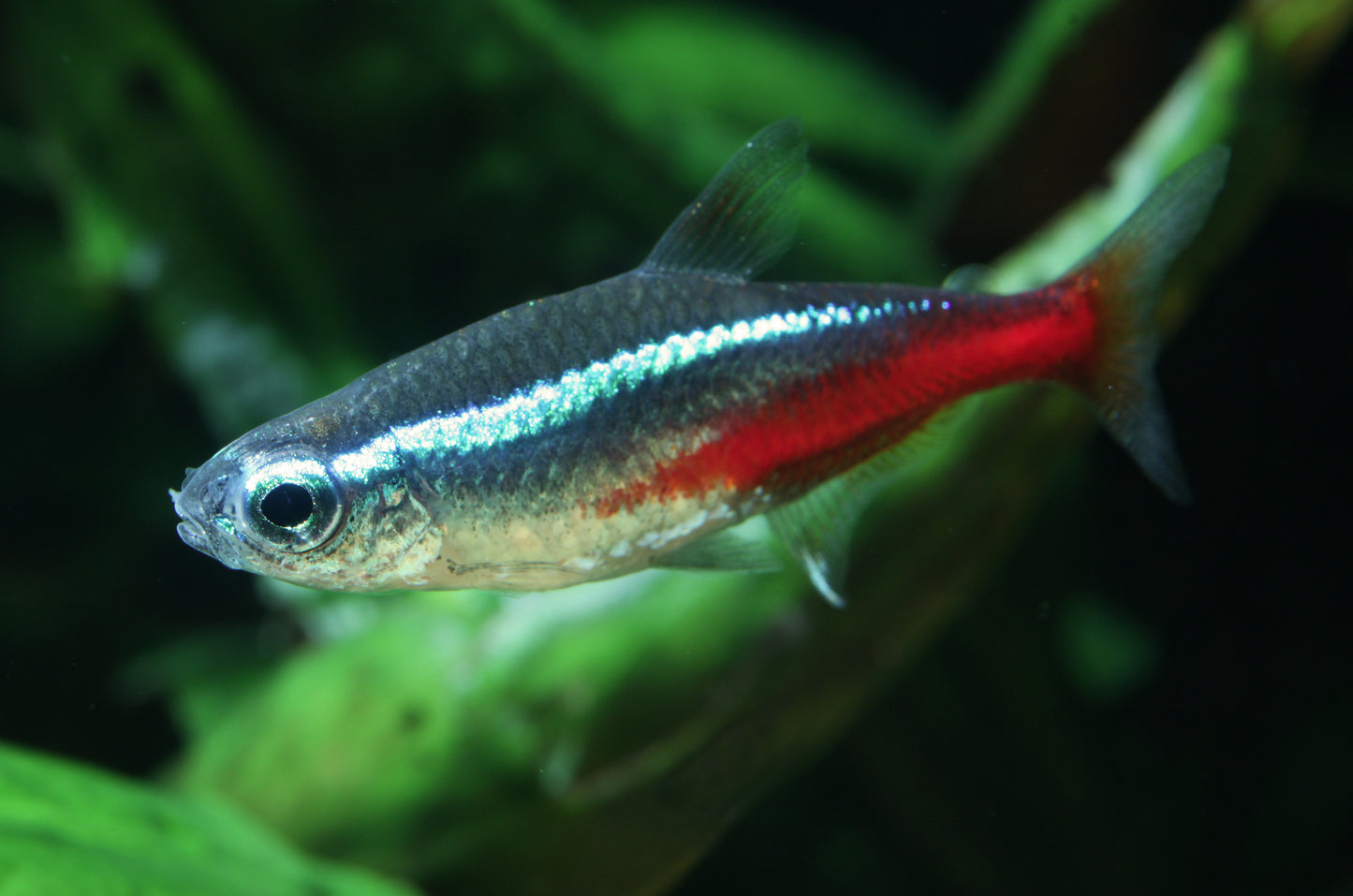 87101-F Florida Tank Raised Neon Tetra