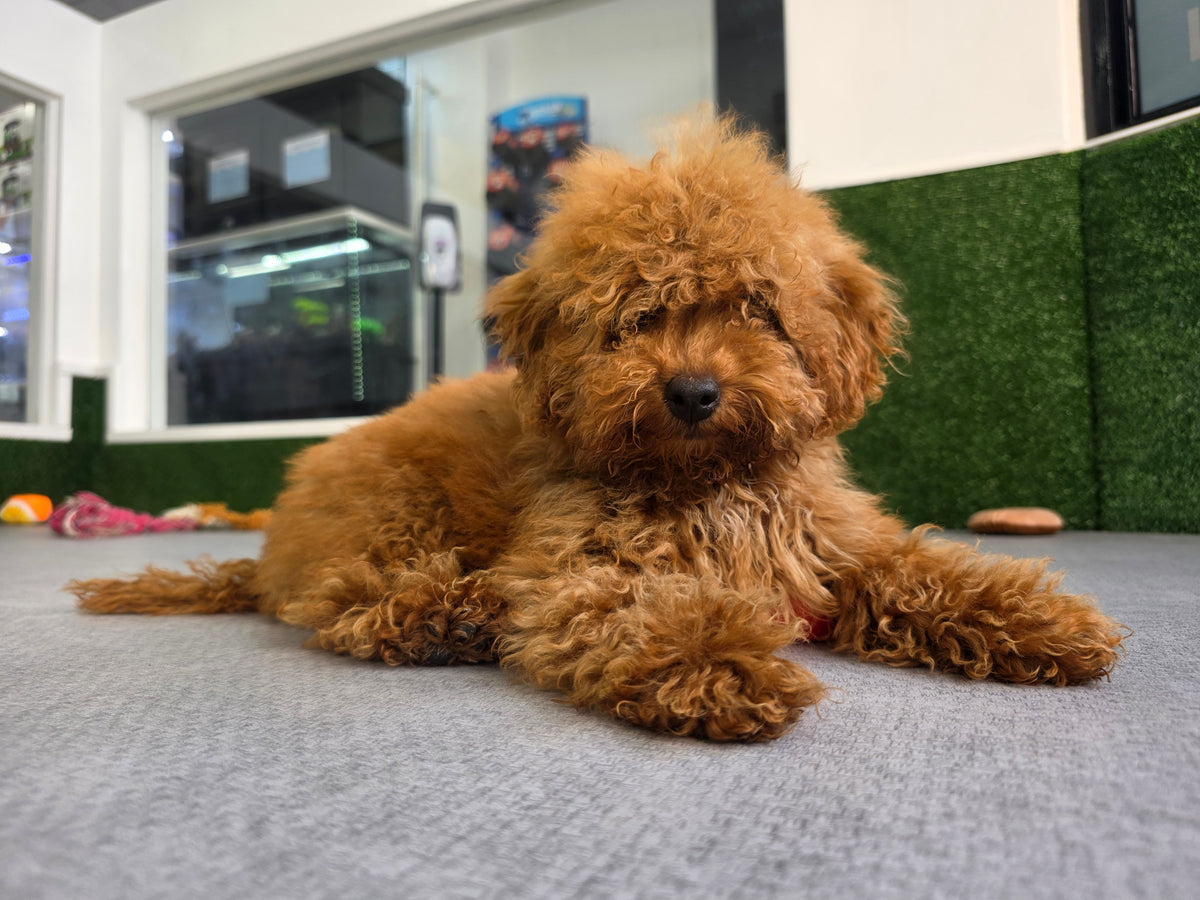 Toy Poodle Puppy: Ares