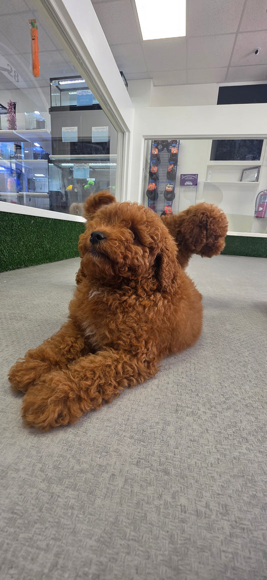 Toy Poodle Puppy: Waffles