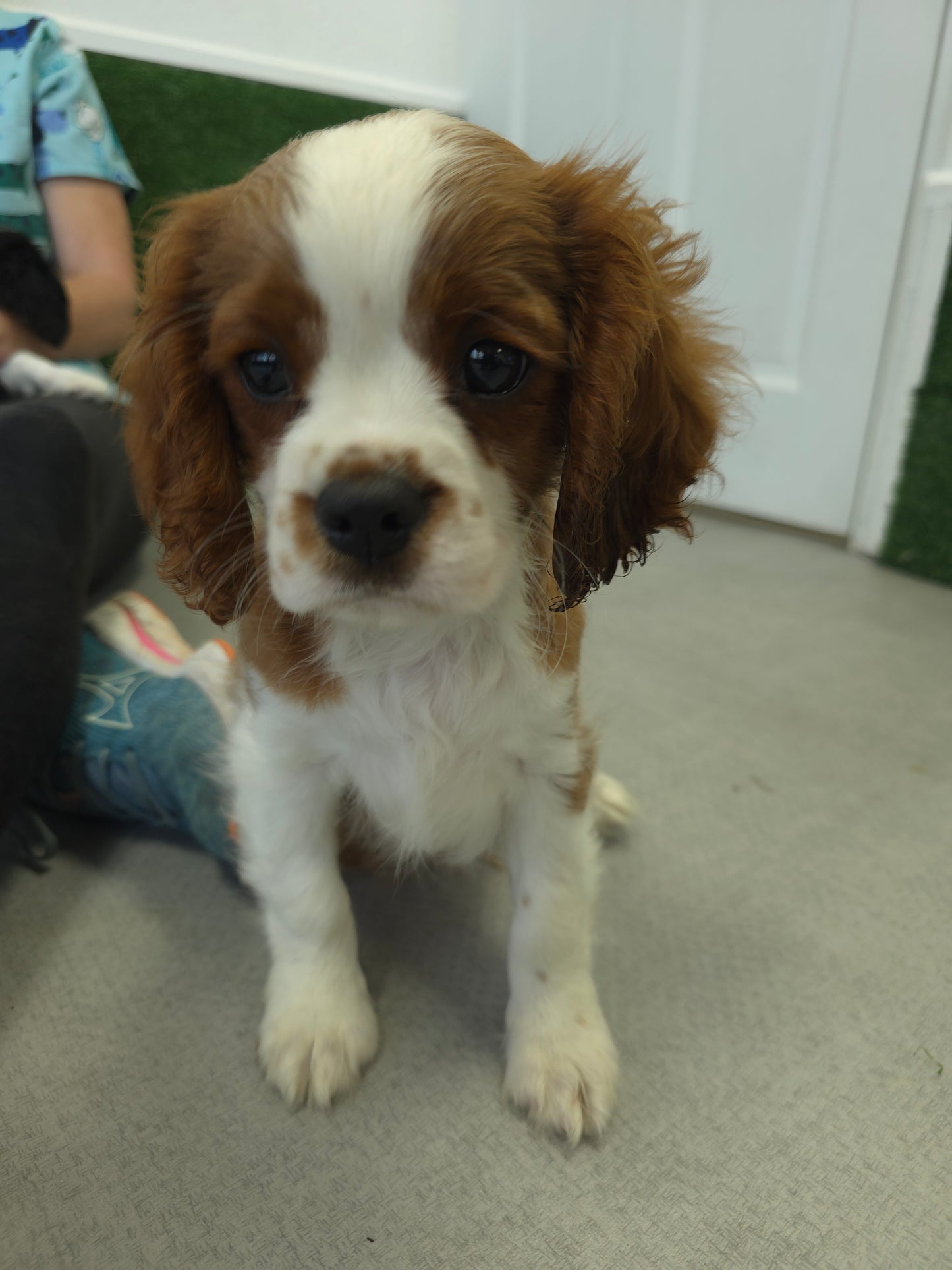 King Charles Cavalier Puppy: Romeo