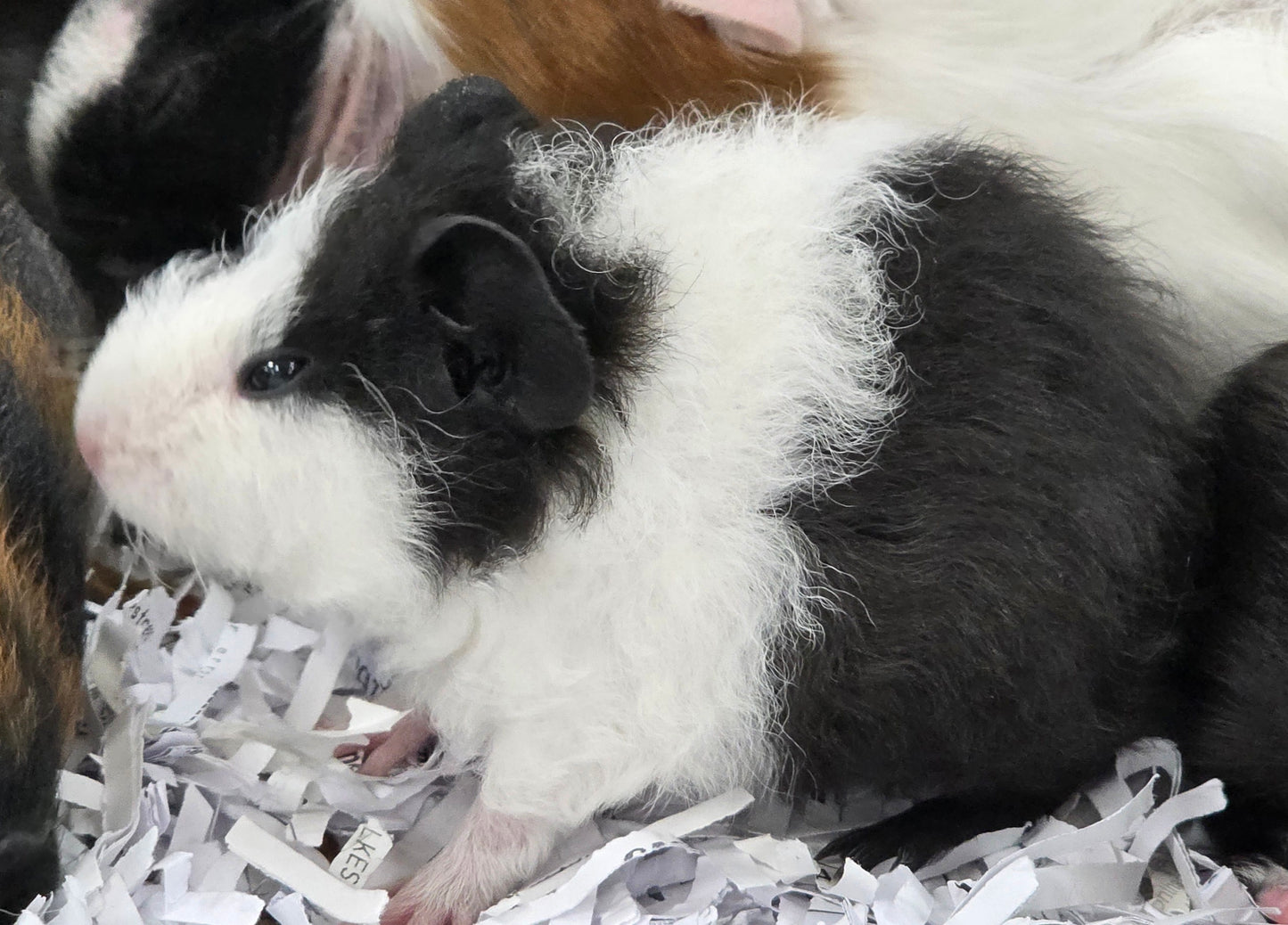 Guinea Pigs