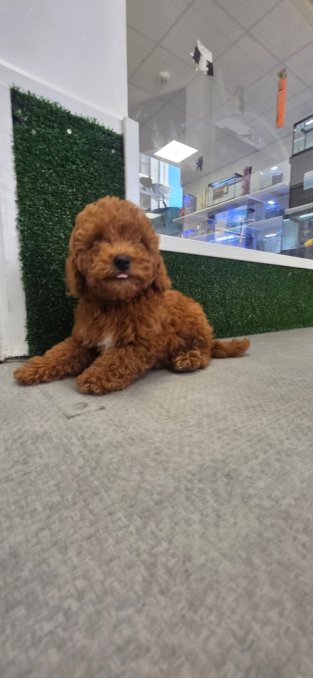 Toy Poodle Puppy: Ginger