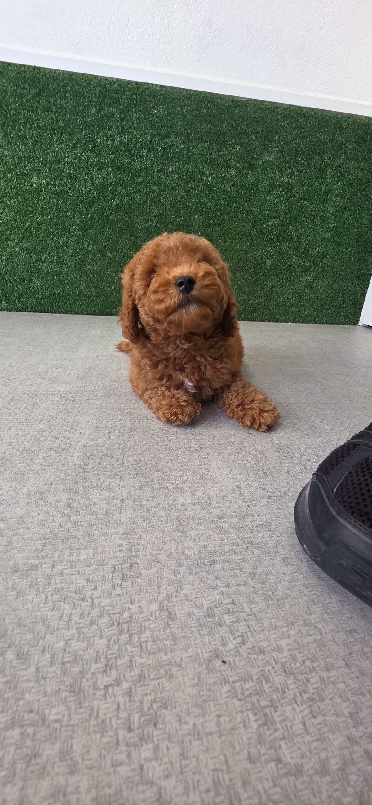 Toy Poodle Puppy: Pickles
