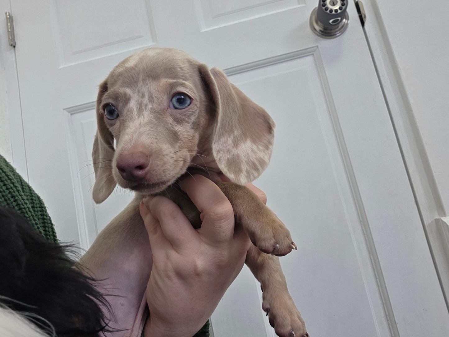 Dachshund Puppy: Noel