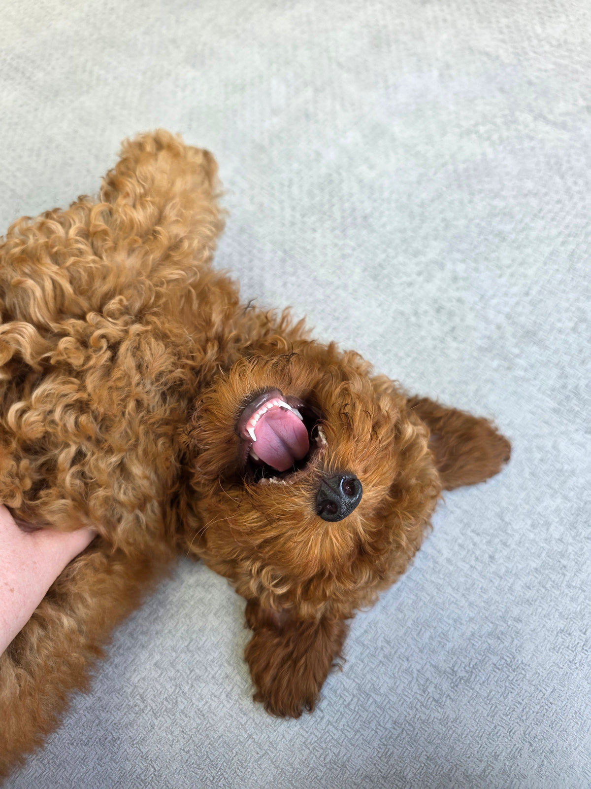 Toy Poodle Puppy: Hera