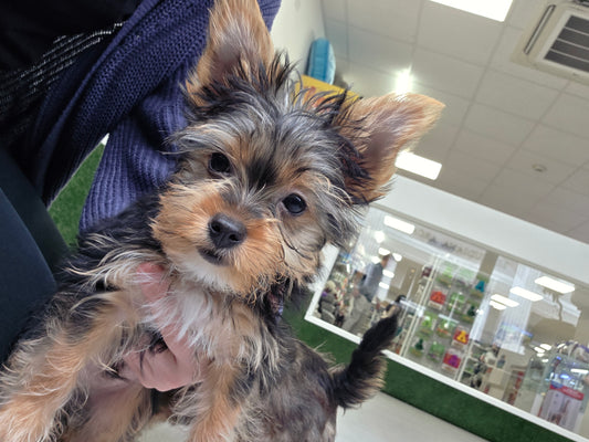 Yorkshire Terrier Puppy: Goopy