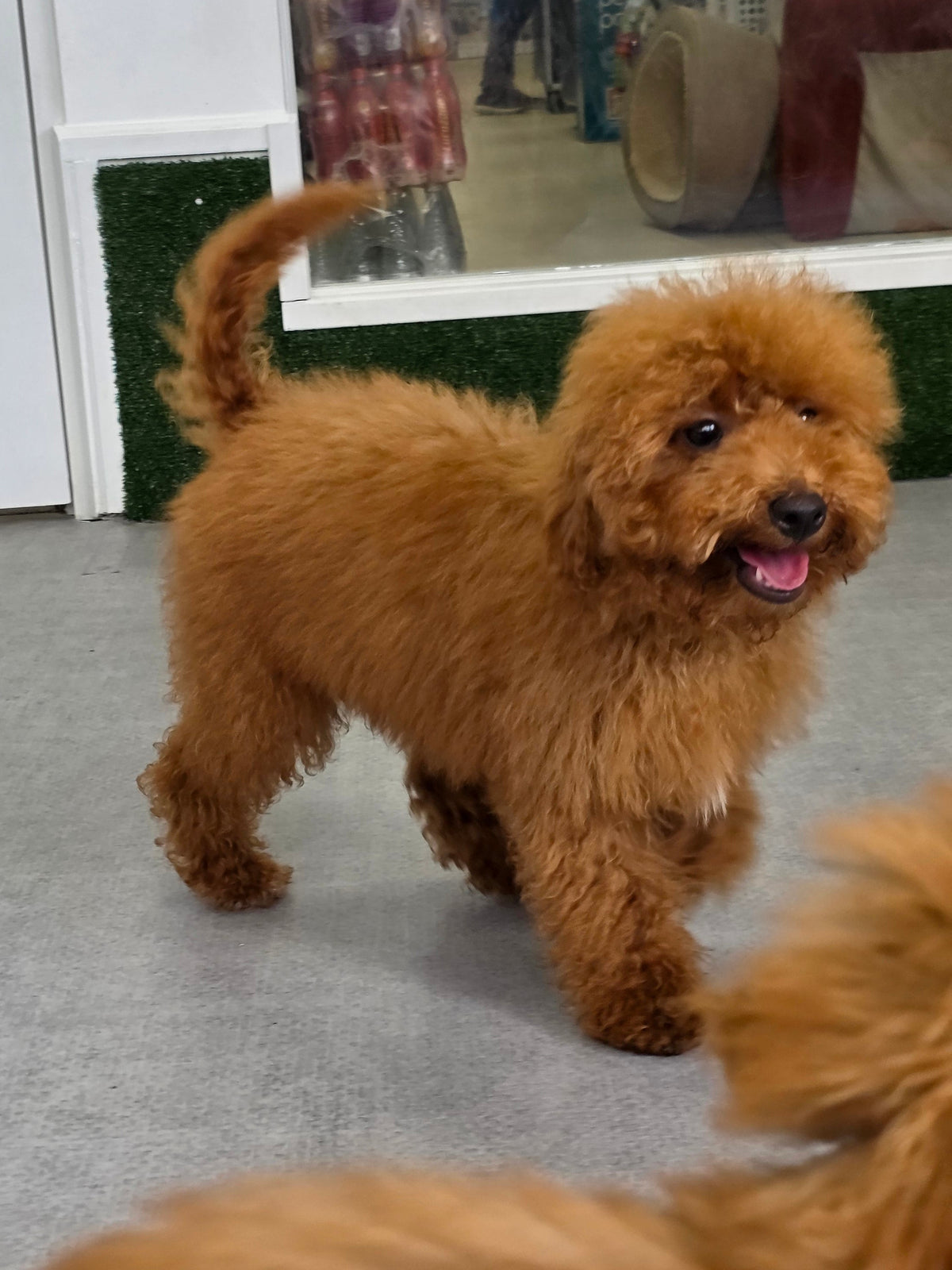 Toy Poodle Puppy: Apollo