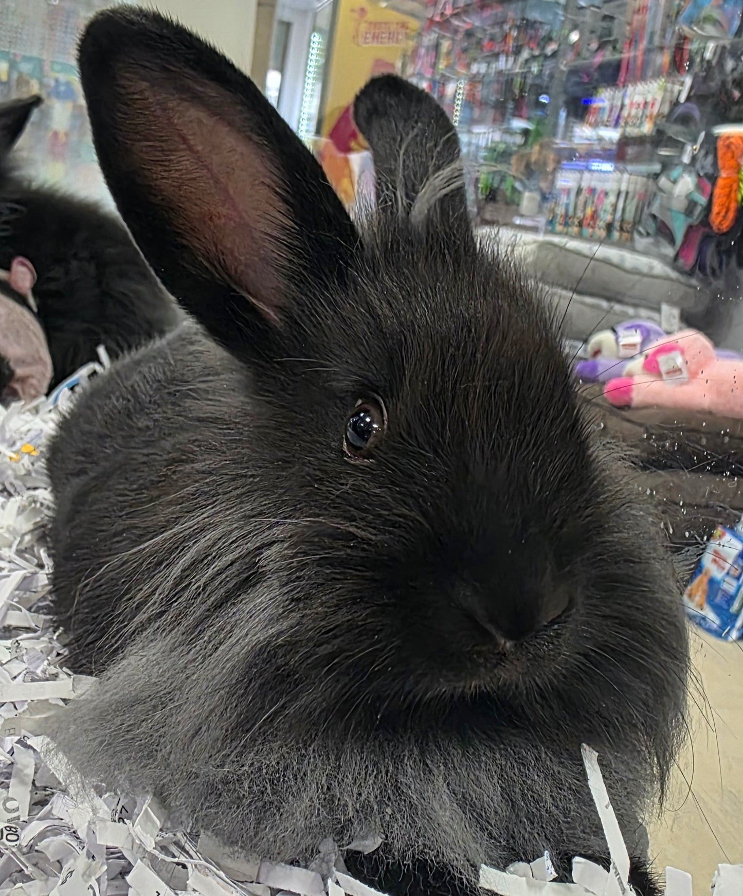 Dwarf Lionhead Rabbit
