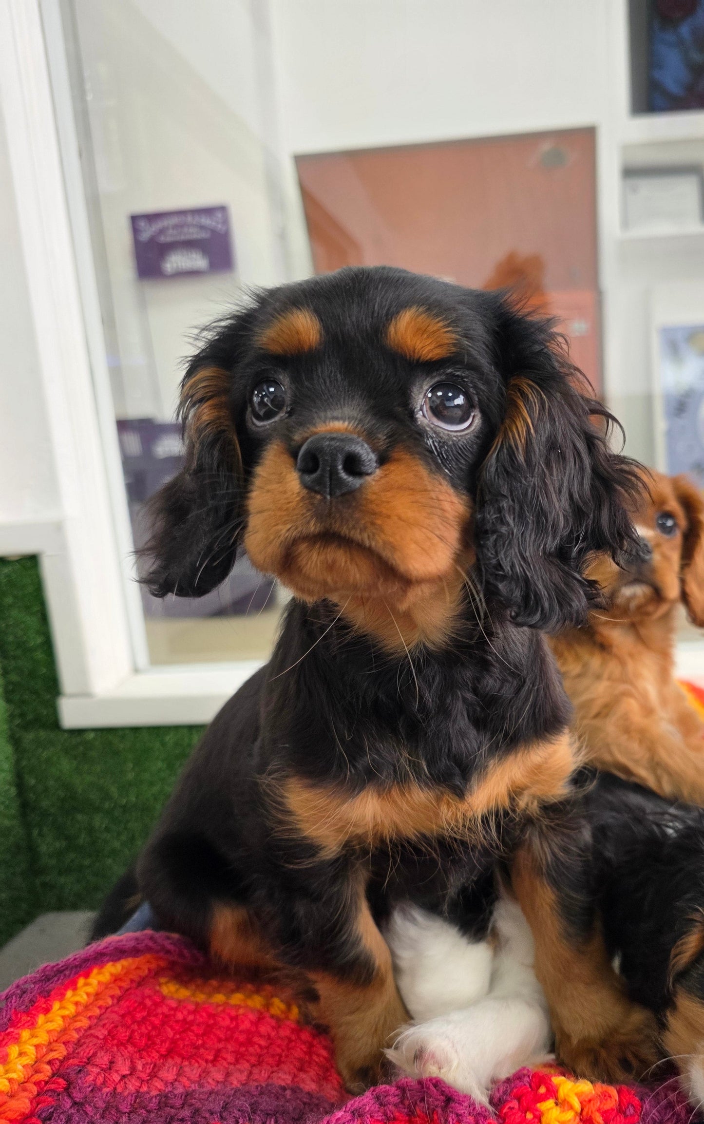 King Charles Cavalier Puppy: Anastasia