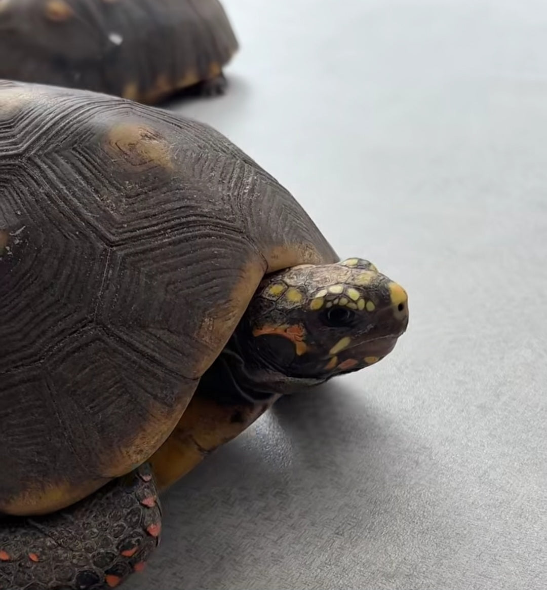 South American Red-Foot Tortoise