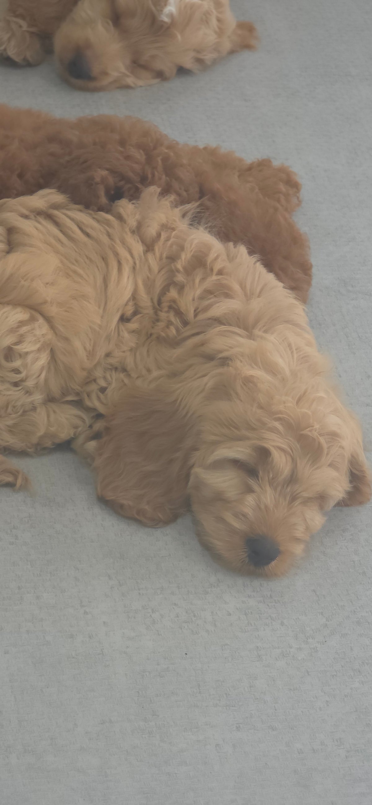 Cavapoo Puppy: Honey