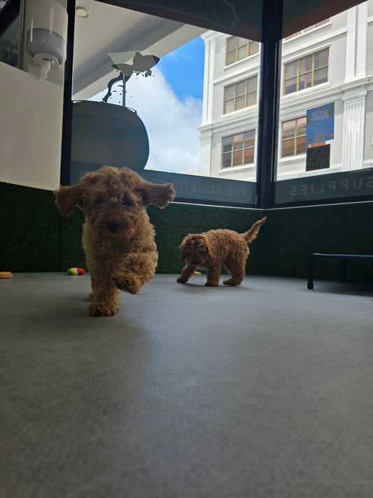 Cavapoo Puppy: Rusty