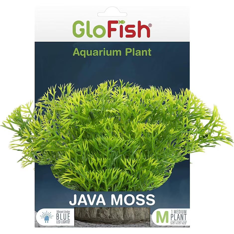 GloFish Java Moss