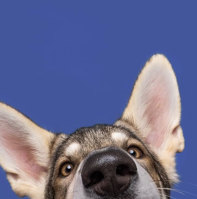 All Dog Products