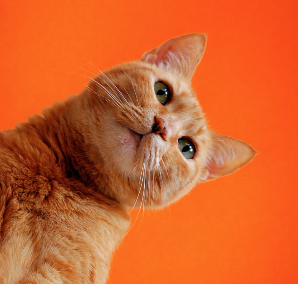 All Cat Products