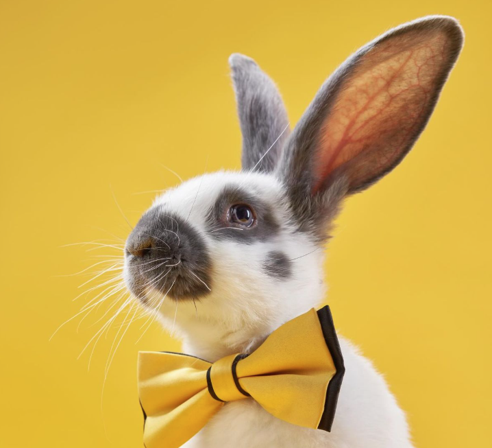 All Small Animal Products