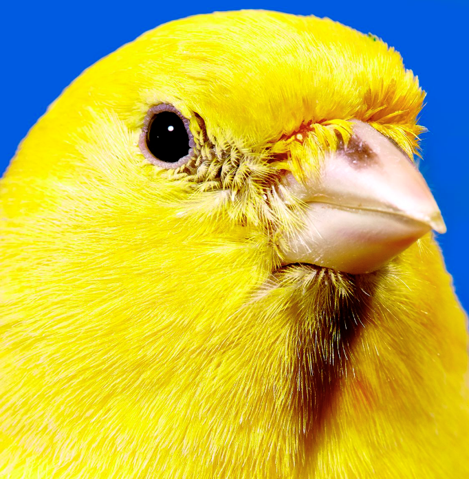 All Bird Products