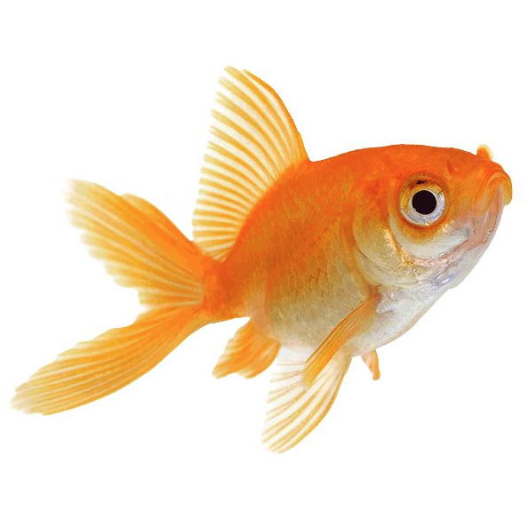 All Aquatic Products