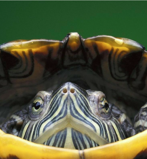 All Reptile Products