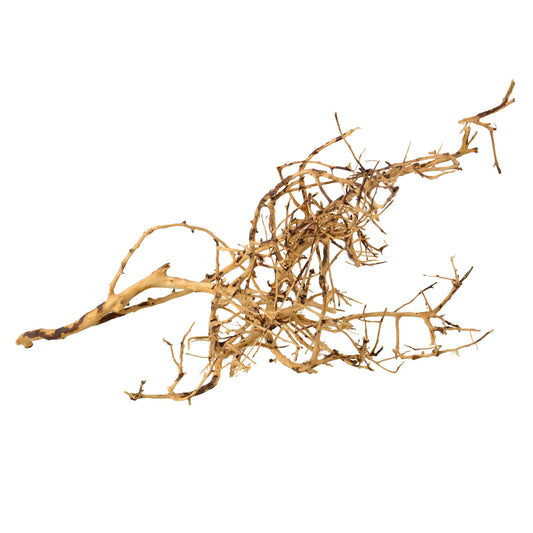 UT Bird Nest Wood
