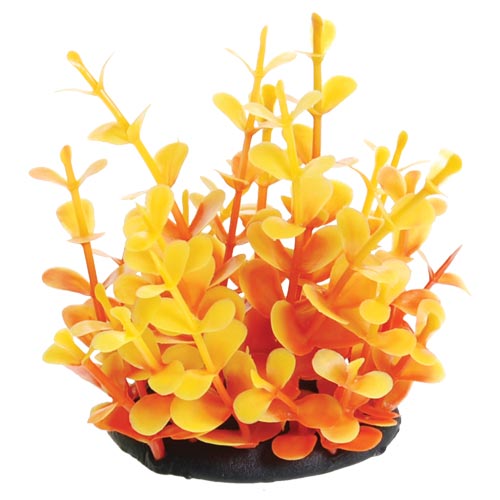 UT Moneywort 2.5"