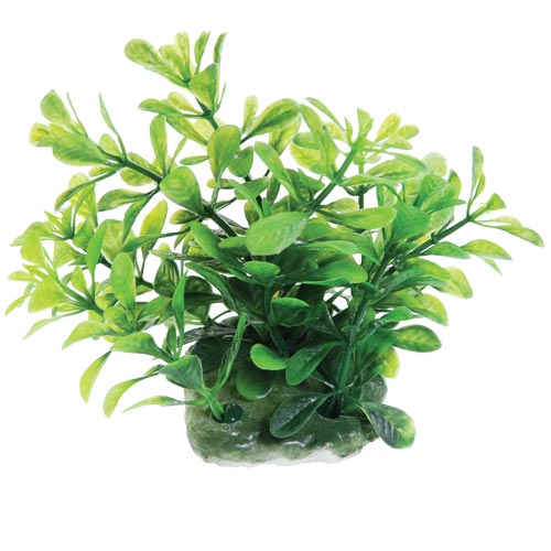 UT Moneywort 2.5"
