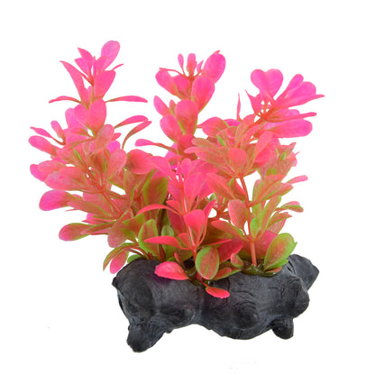 UT Moneywort 2.5"