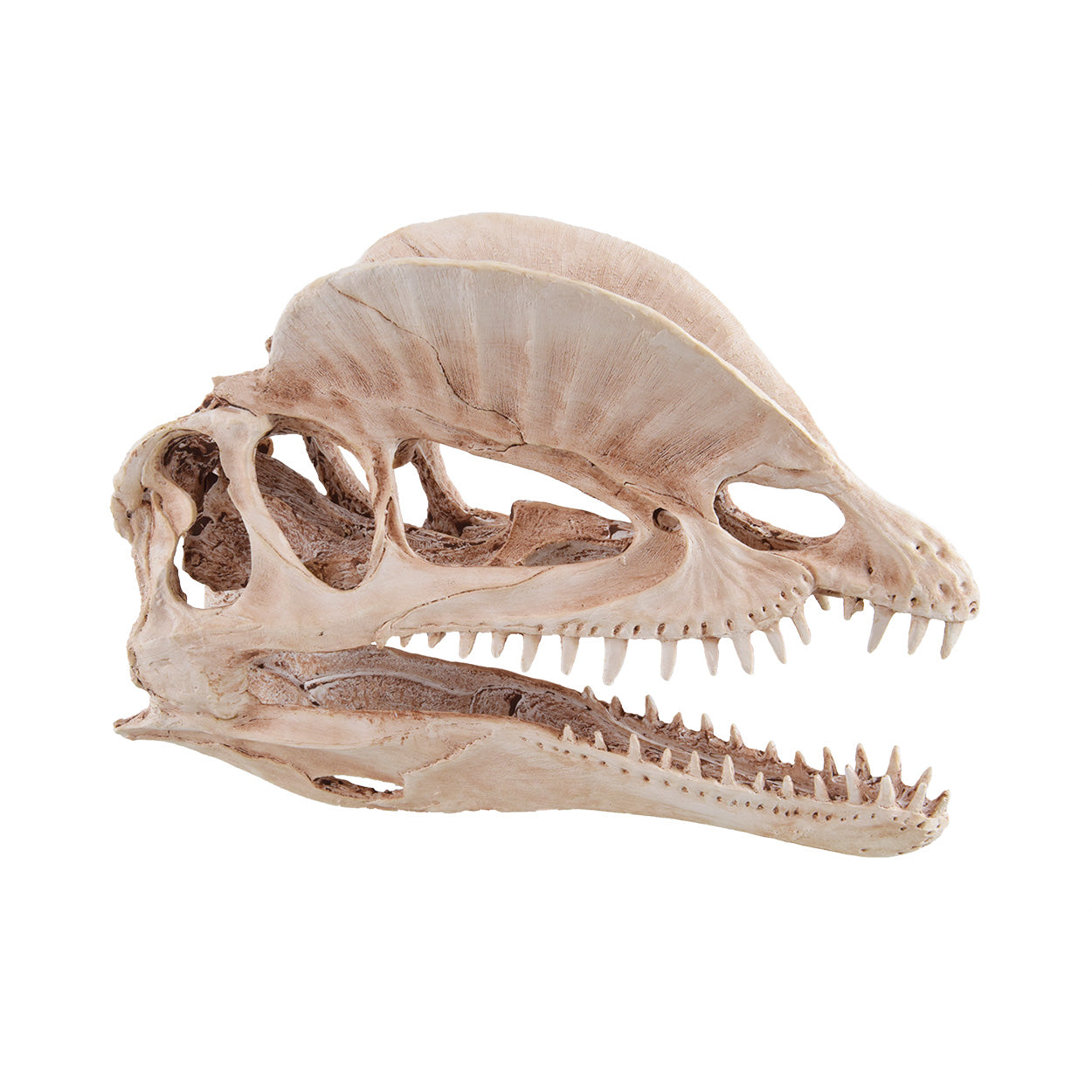 UT Dinosaur Skull