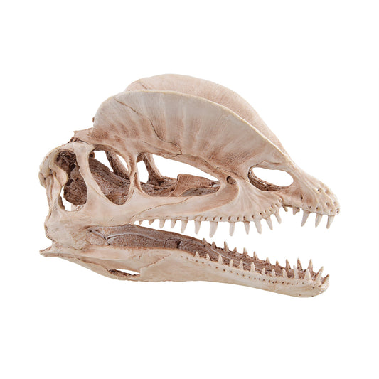 UT Dinosaur Skull