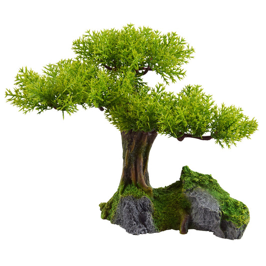 UT Young Bonsai Tree