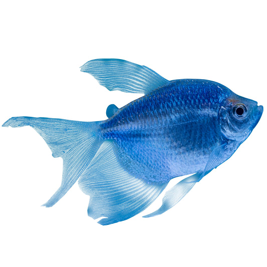 77233-F Glo-Fish Long-Fin Tetra Cosmic Blue