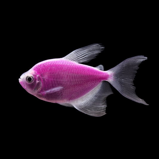 77211-F Glo-Fish Long-fin Tetra Galactic Purple