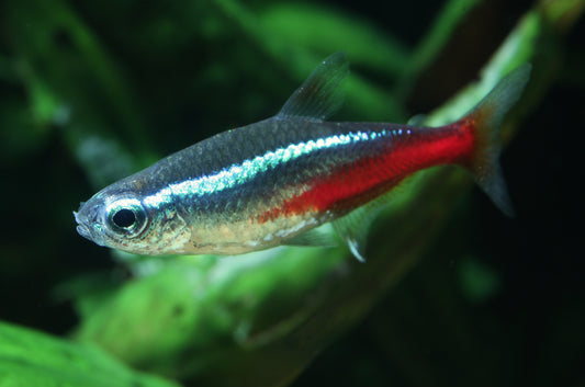 87101-F Florida Tank Raised Neon Tetra