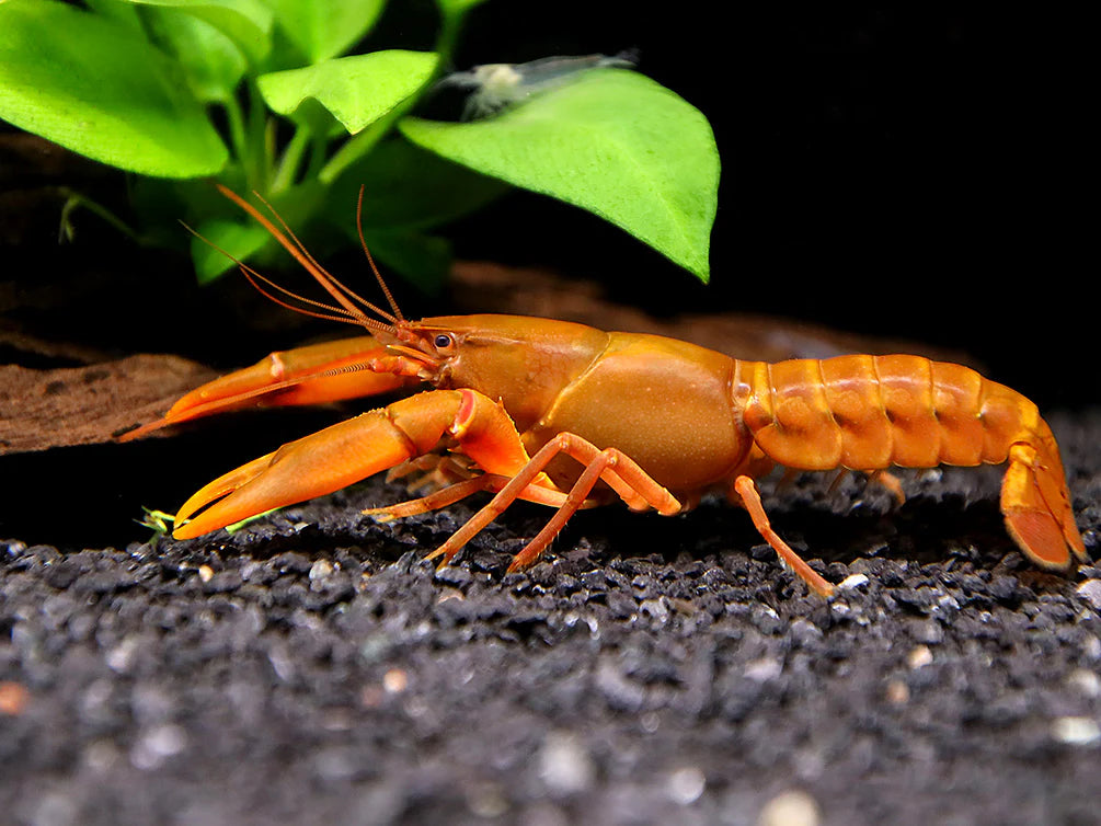 83440-F Papua White Tip Orange Lobster