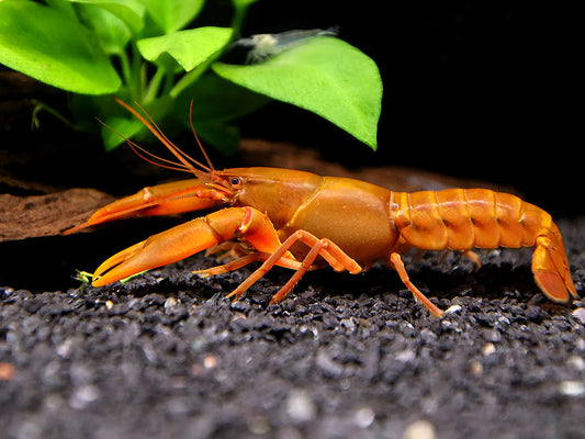 83440-F Papua White Tip Orange Lobster