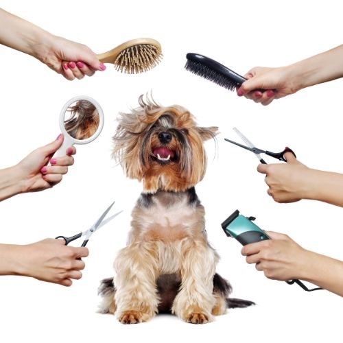 Dog Grooming Appointment