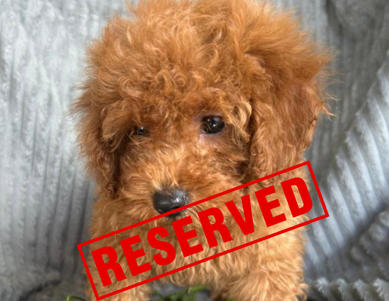 Toy Poodle Puppy: Gigi SOLD