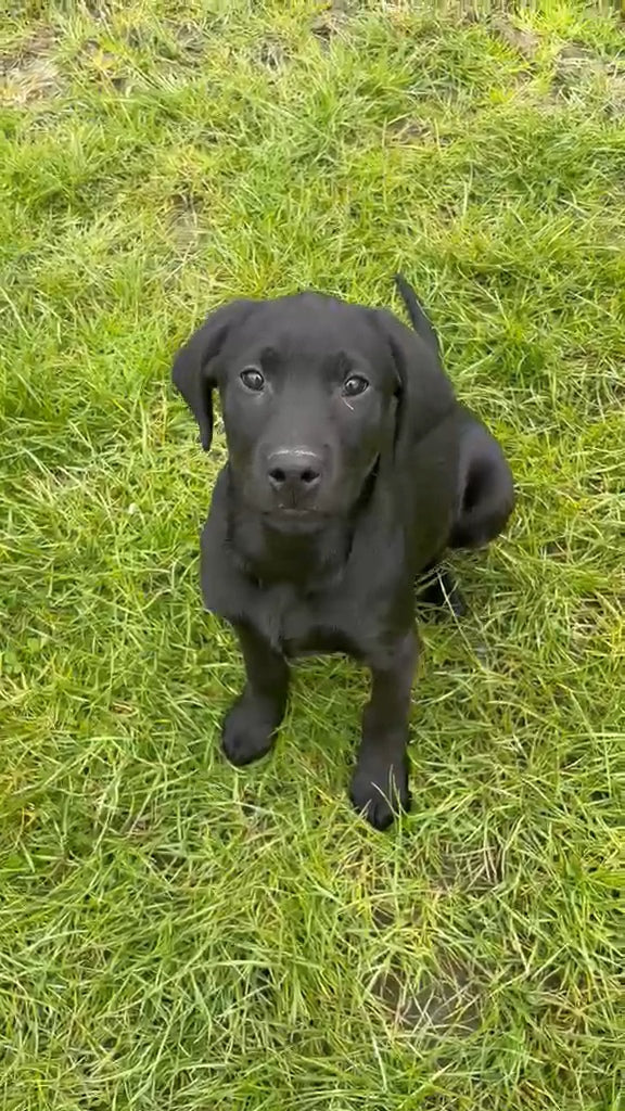 Black Labrador Puppy: Shadow