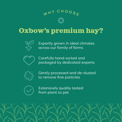 Oxbow Western Timothy Hay