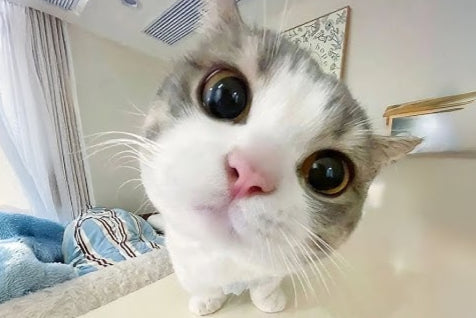 Cat with large eyes and a pink nose sitting on a white surface.