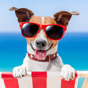 Dog wearing sunglasses and sitting on a beach chair with a blue ocean background