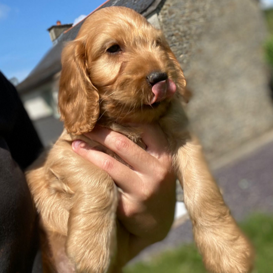 Cockapoo Puppy: Finley
