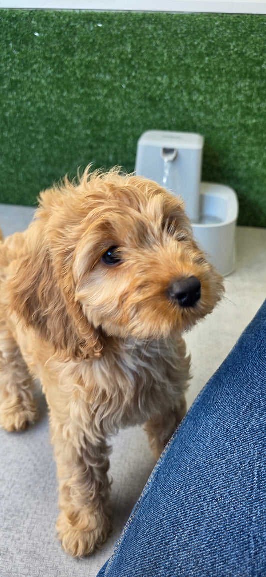Cavapoo Puppy: Honey