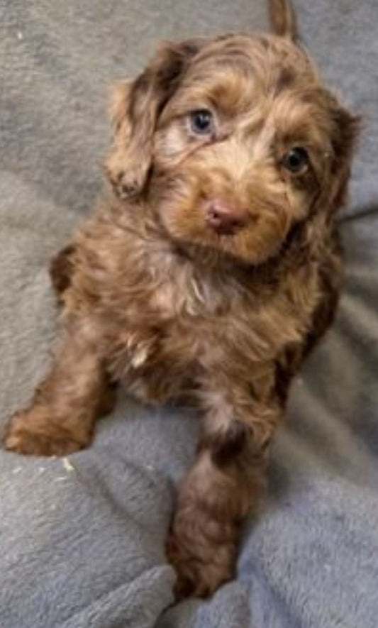 Cockapoo Puppy: Brownie