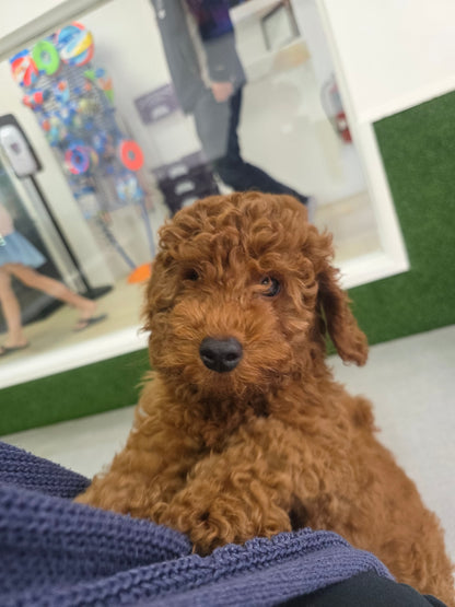 Toy Poodle Puppy: Gary RESERVED