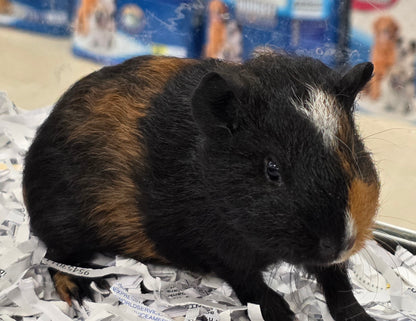 Guinea Pigs